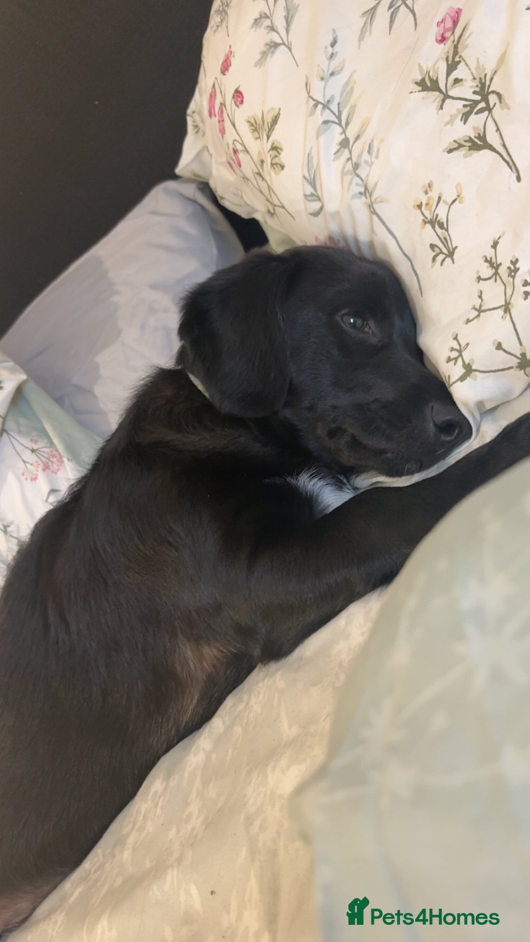 Mixed Breed dogs for sale: 7 Month old Corgipoo - Advert 4