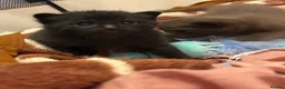 British Shorthair cats for sale: 2 Kittens, tuxedo and black cat (description) in Cirencester - Advert 19
