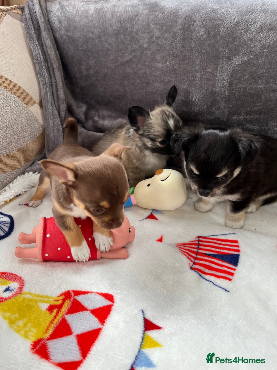 Chihuahua dogs for sale: 3 beautiful chihuahuas - Image 7