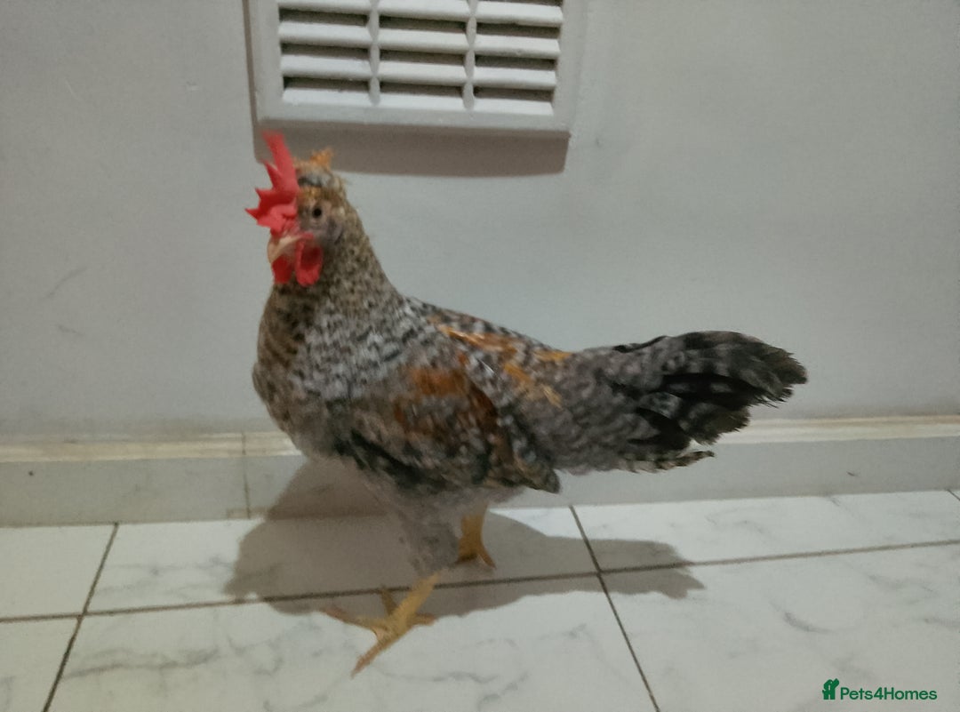 Hens poultry for sale: 2 hens and one Rooster - Image 7