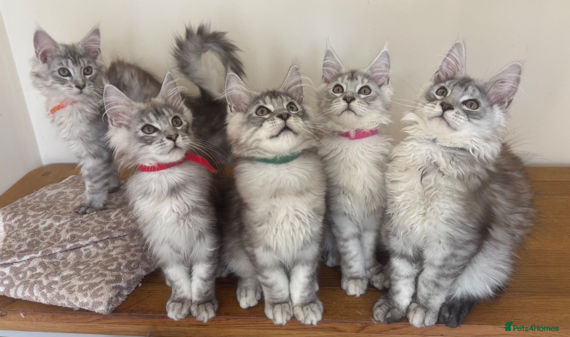Maine Coon cats Exceptional Pedigree Maine Coon kittens available  - Advert 2