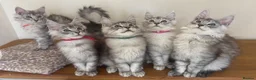 Maine Coon cats for sale: Exceptional Pedigree Maine Coon kittens available  in Worcester - Advert 2