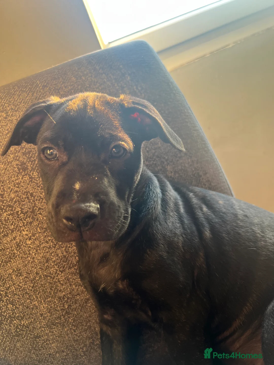 Mixed Breed dogs for sale: Rottweiler cross sharpei  - Advert 4