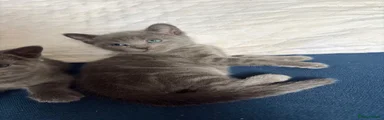 Russian Blue 5