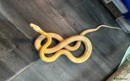 Snake reptiles for sale: Multiple animals - Advert 5