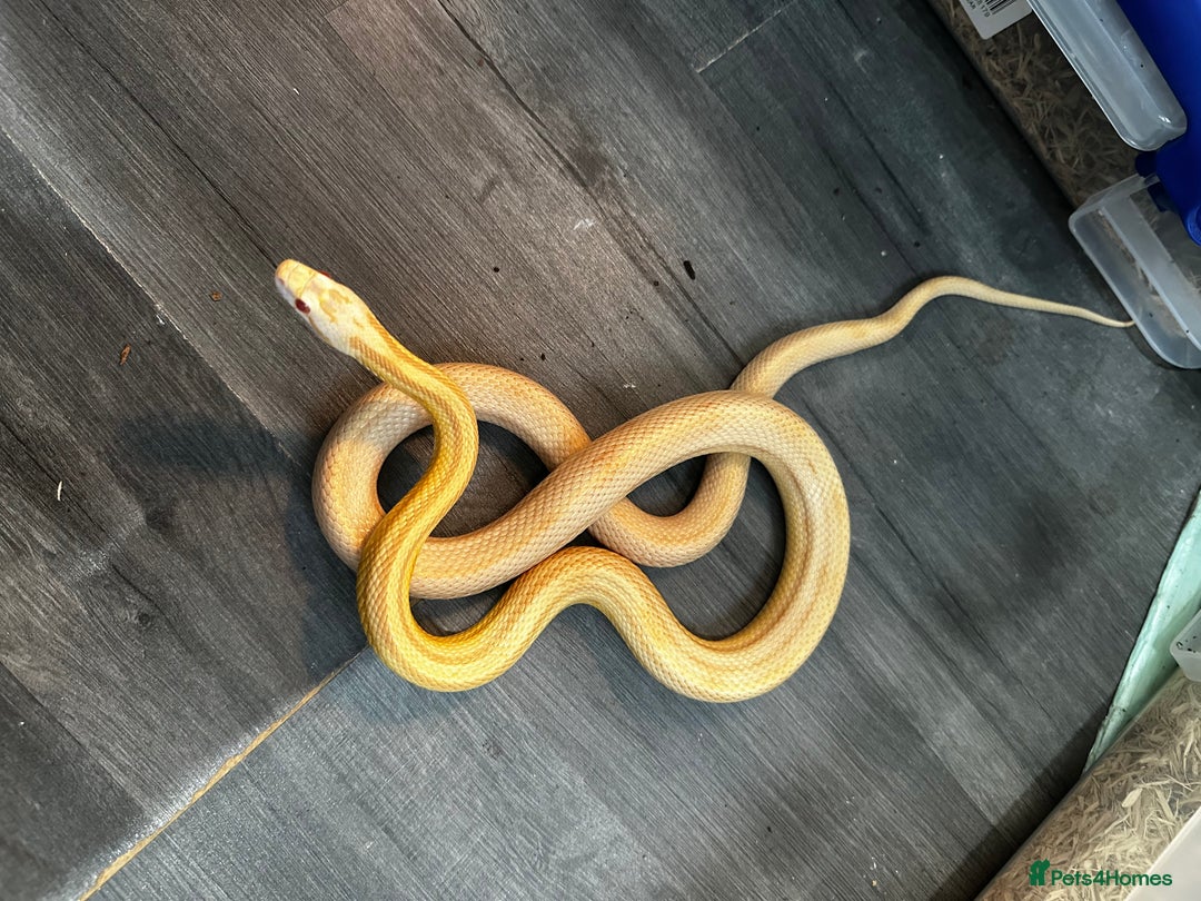 Snake reptiles for sale: Multiple animals - Advert 5