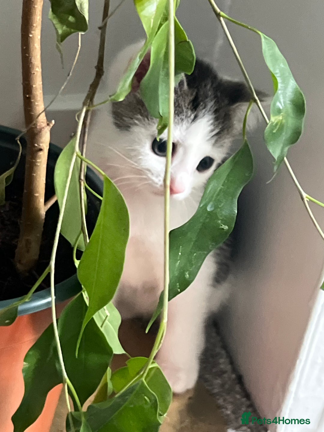 Mixed Breed cats for sale: Kittens  - Image 29