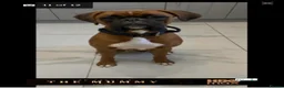 Boxer dogs for sale: Beautiful boxer puppies!! Ready to go!!! - Advert 3