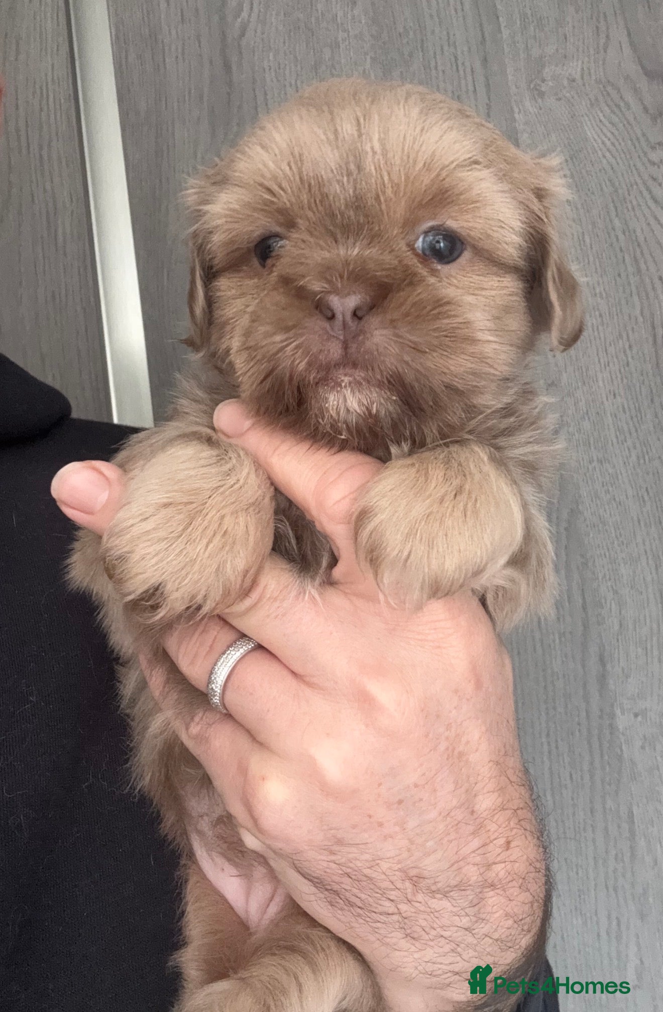 Shih Tzu dogs 💛🧡💜Stunning KC Shih Tzu Puppies🩷🧡💛 - Advert 13