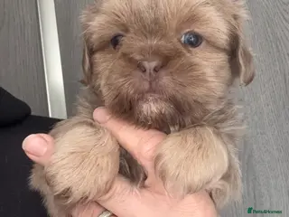 Shih Tzu dogs 💛🧡💜Stunning KC Shih Tzu Puppies🩷🧡💛 - Advert 6