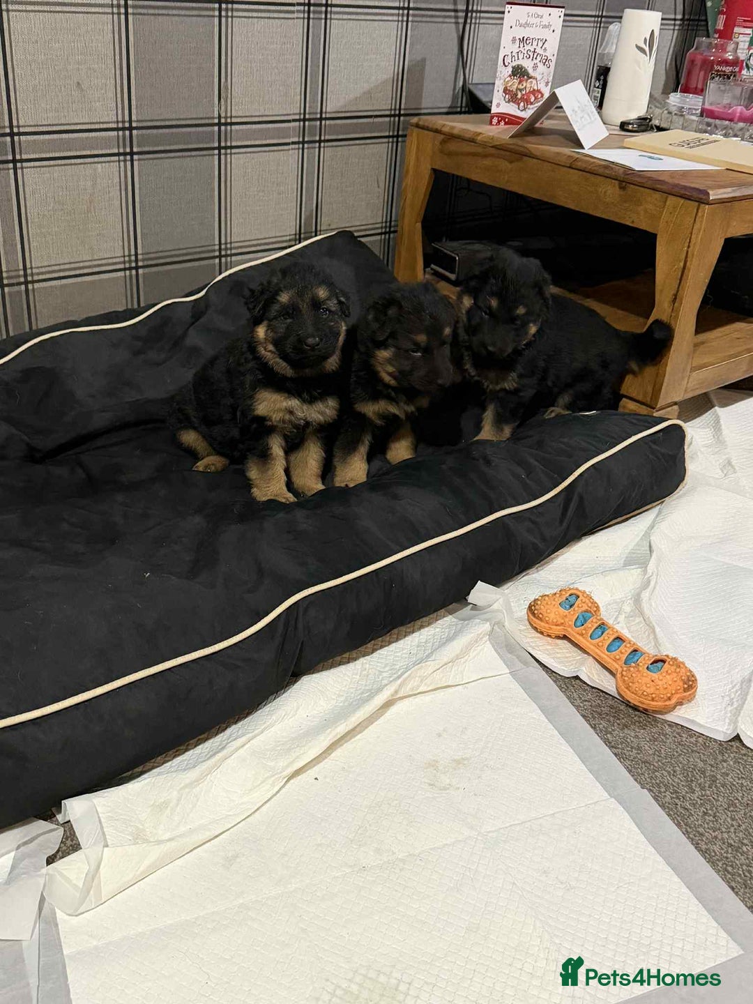 German Shepherd dogs for sale: German shepherd puppies  - Advert 3