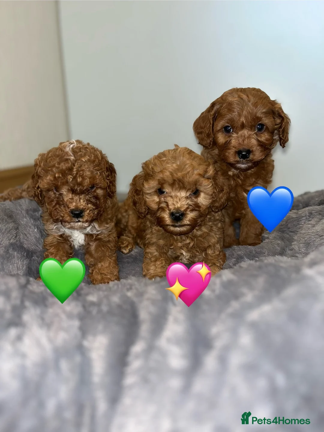 Cavapoo dogs for sale: Beautiful Fox red cavapoo puppies  in Blackpool - Advert 1
