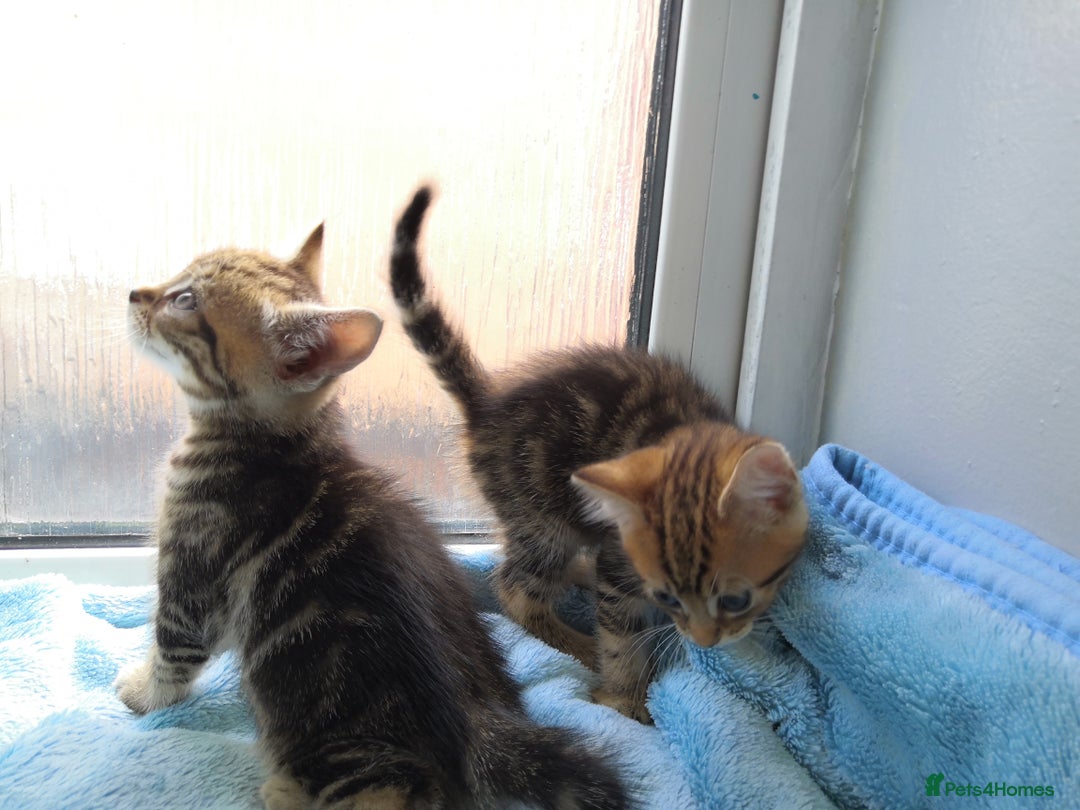 Mixed Breed cats for sale: Beautiful Male kittens VIDEOS - Image 22