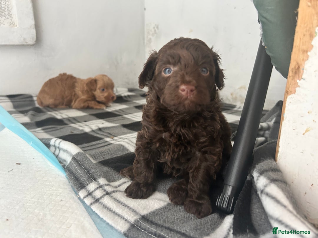 Mixed Breed dogs for sale: Shihpoo puppies - Image 2