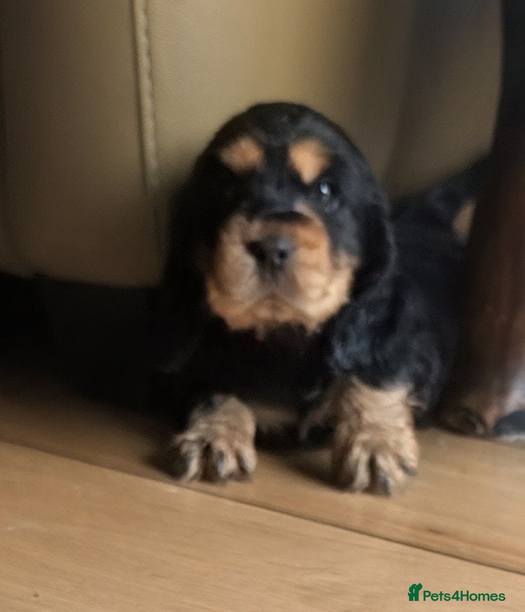 Cocker Spaniel dogs OUTSTANDING ,Pure,KC, Show Type, C/S Puppies - Advert 2