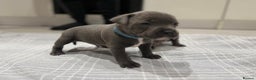Staffordshire Bull Terrier dogs for sale: KC blue staffordshire bull terrier - Advert 3