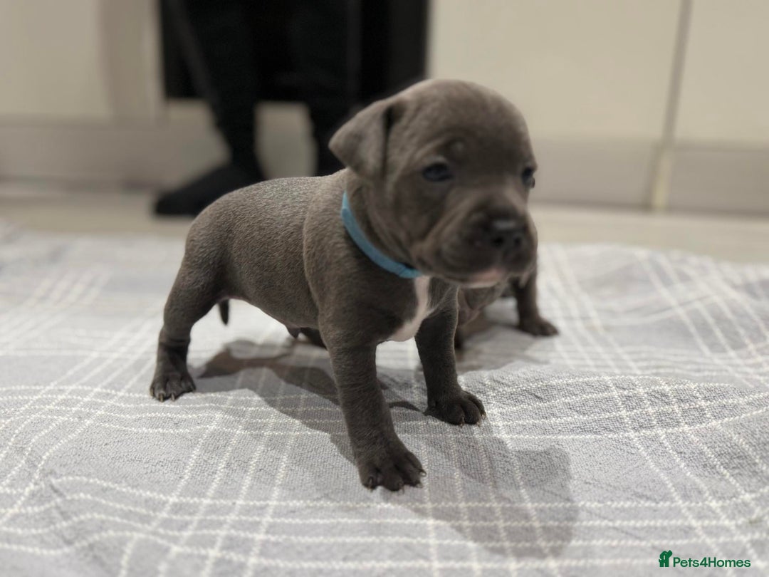 Staffordshire Bull Terrier dogs for sale: KC blue staffordshire bull terrier - Advert 3