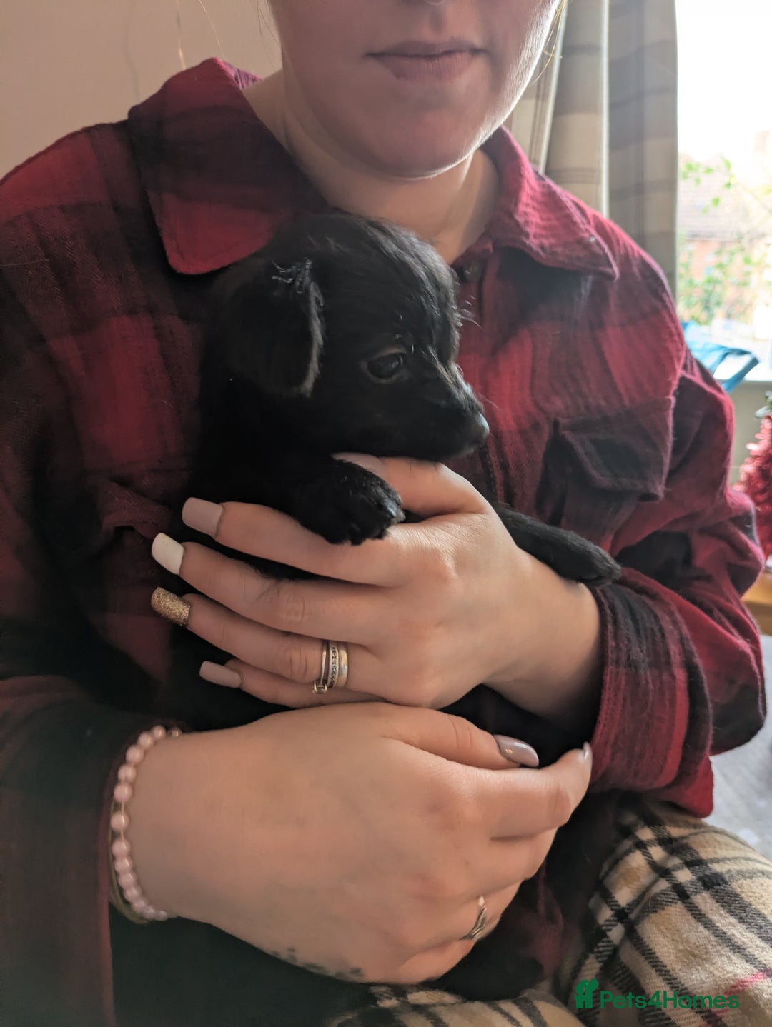 Chipoo dogs for sale: Non shed, health tested  chipoo girl - Advert 2