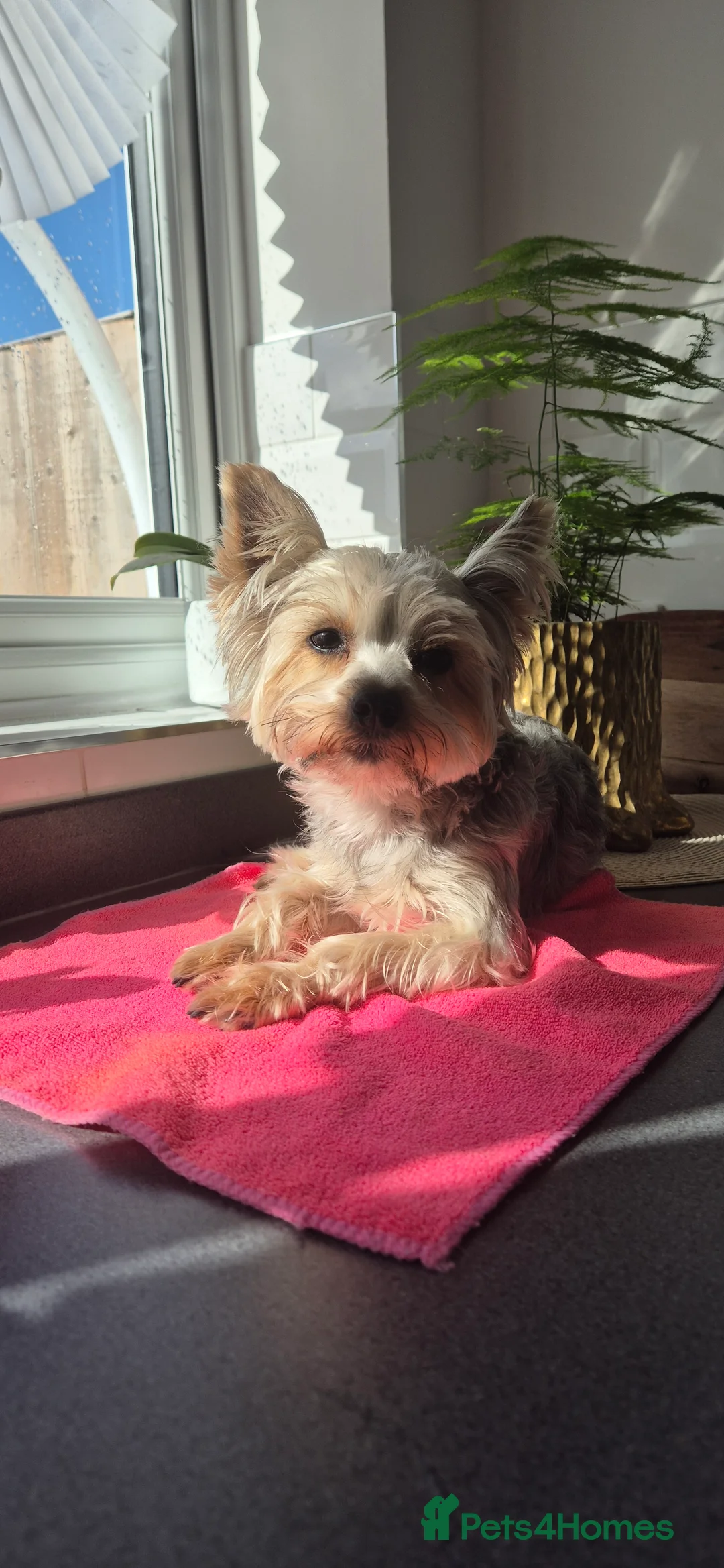 Yorkshire Terrier dogs for stud: Stud Dog Available  - Advert 1