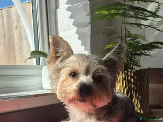 Yorkshire Terrier dogs Stud Dog Available - Advert 2