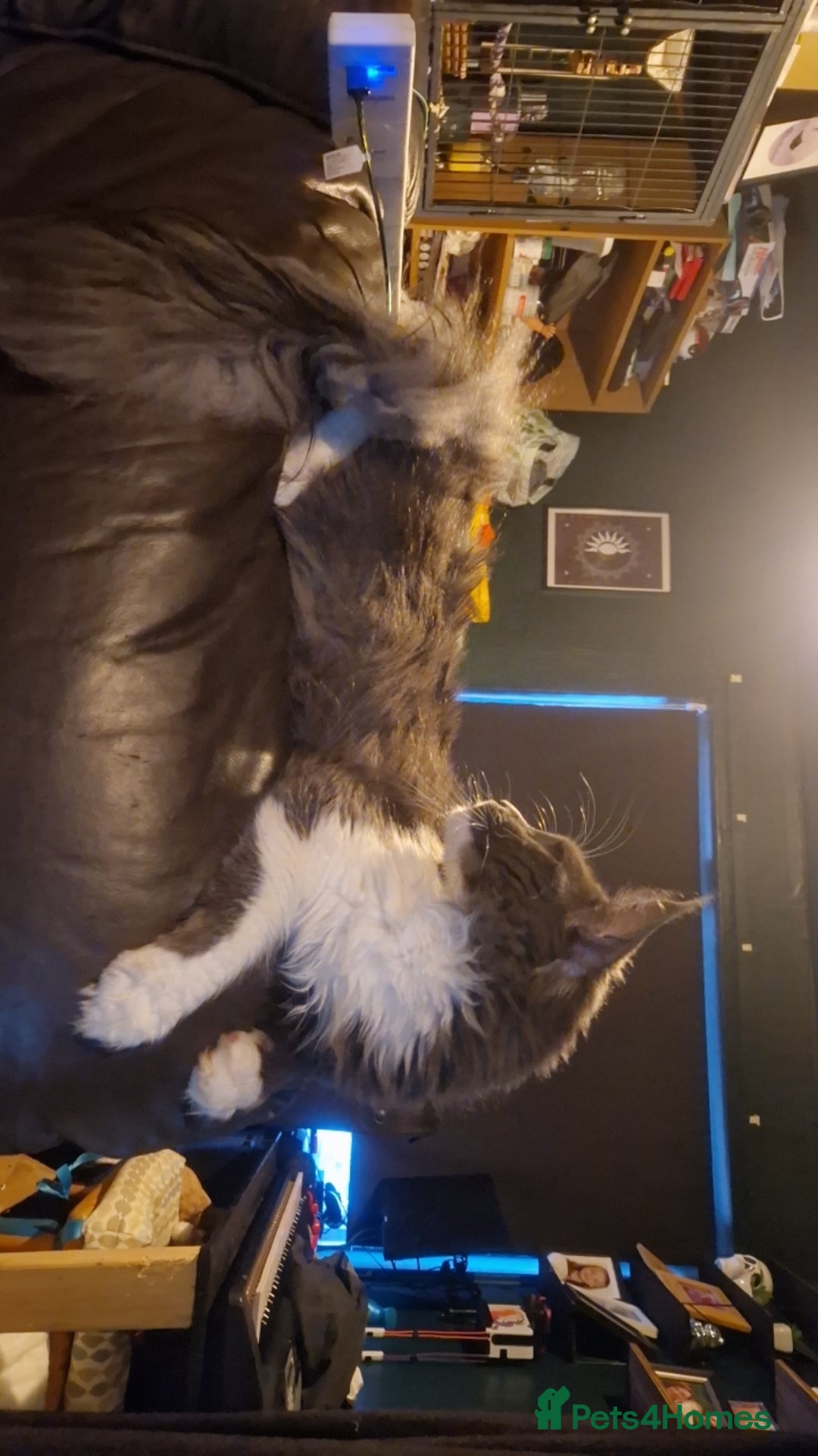 Maine Coon cats for stud: Beautiful Highly Proven Boy for Stud in Swadlincote - Advert 8