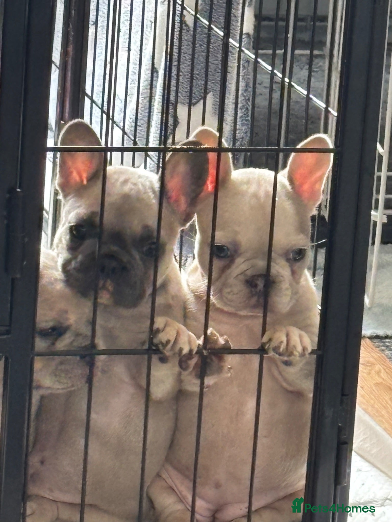 French Bulldog dogs Beautiful KC Reg French Bulldog Pups - Advert 12
