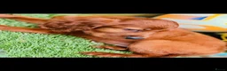 Irish Setter dogs for sale: Red Setter Puppies - Advert 8