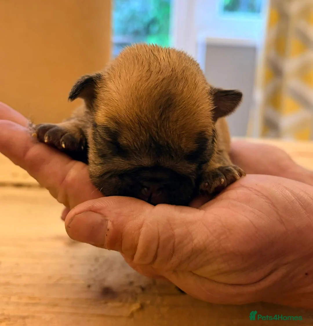 English Bulldog dogs for sale: Bulldog puppies  - Advert 17