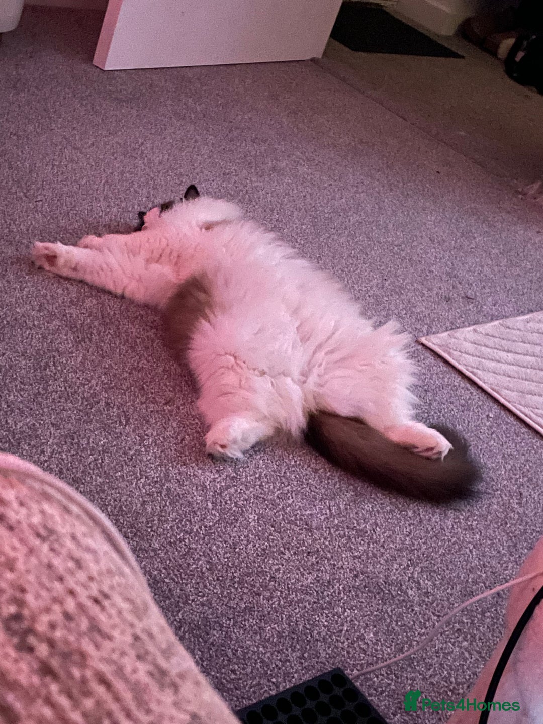 Ragdoll cats for sale: Beautiful Ragdoll Female – 3 Years Old - Advert 3