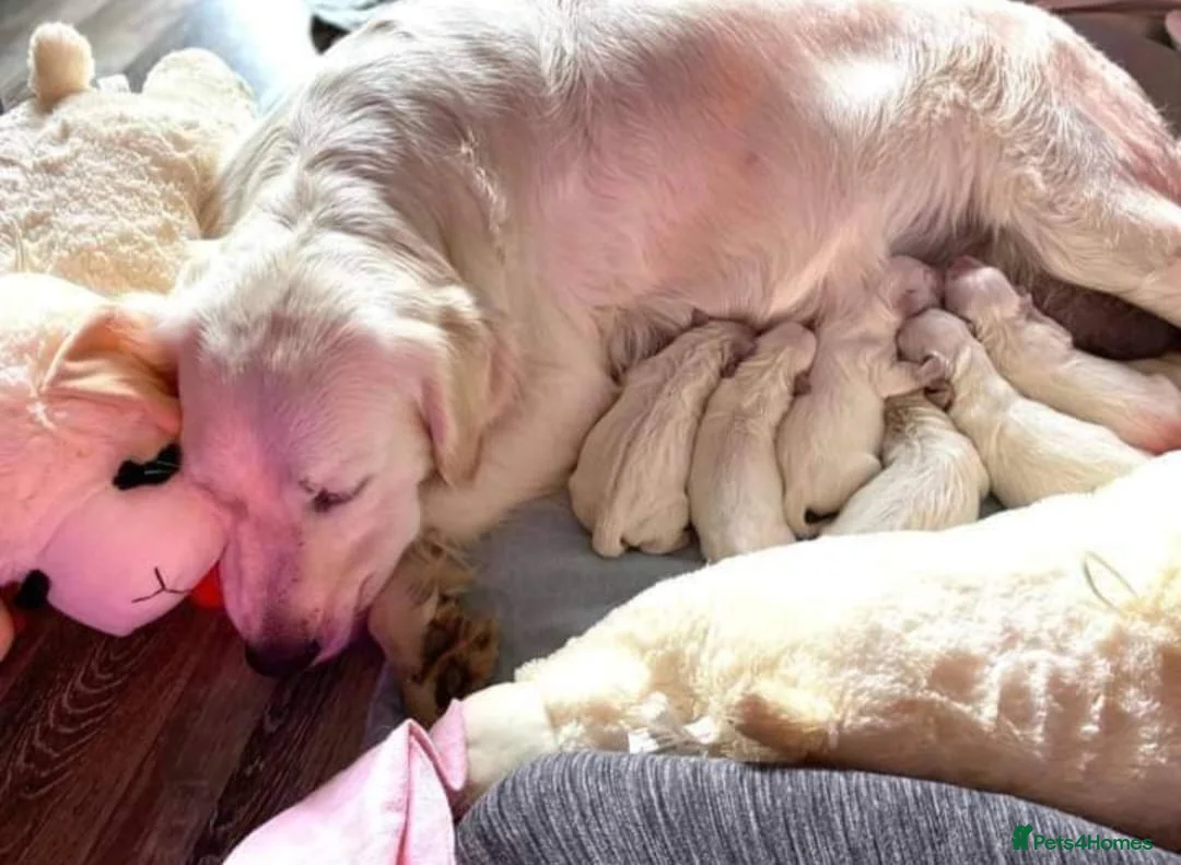 Golden Retriever dogs for sale: GOLDEN RETRIEVER PUPPIES READY in Hyde - Advert 5
