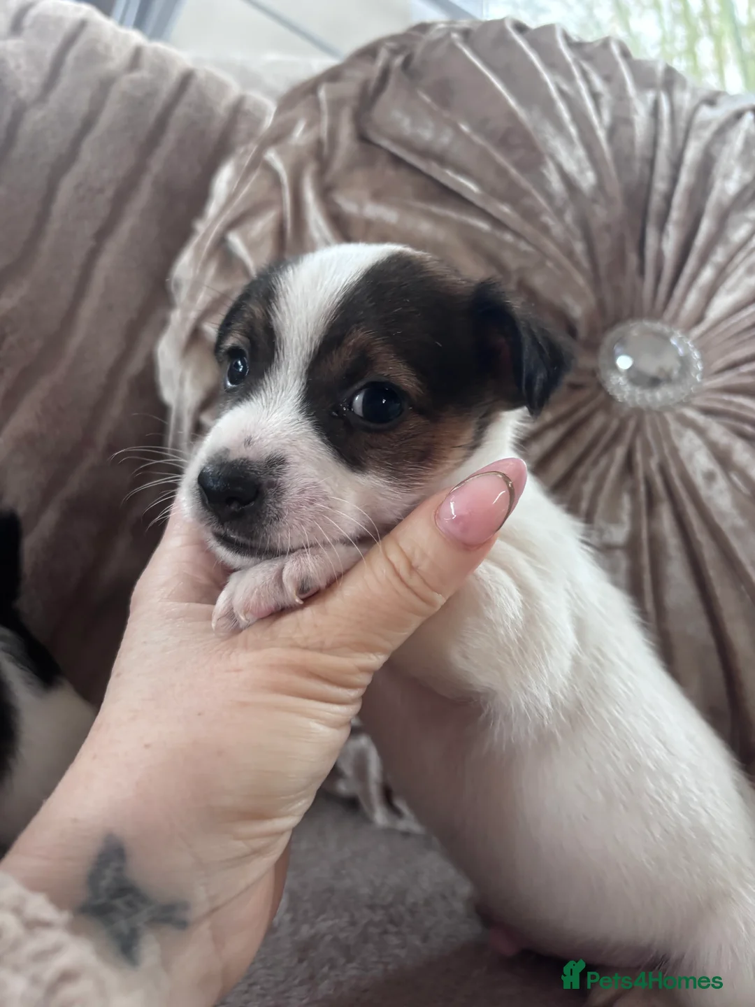 Jack Russell dogs for sale: Chunky Jack Russell pups - Advert 5