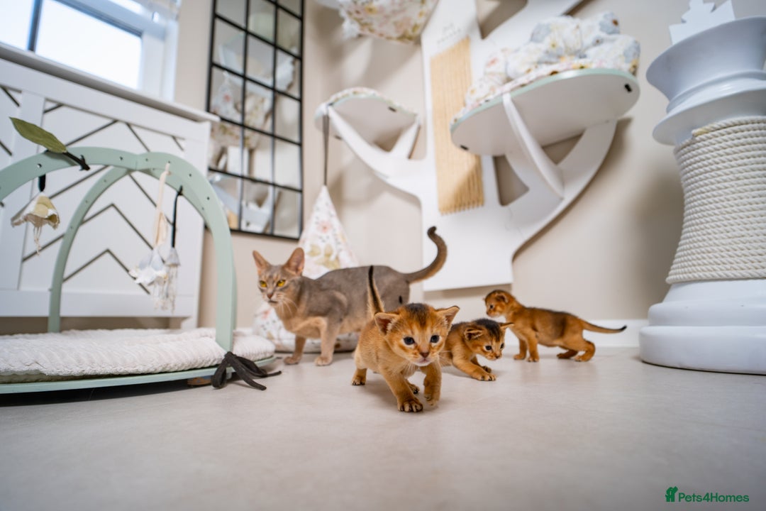 Abyssinian cats for sale: Champion Line Abyssinians- Rare Beauty- TICA reg. - Image 25