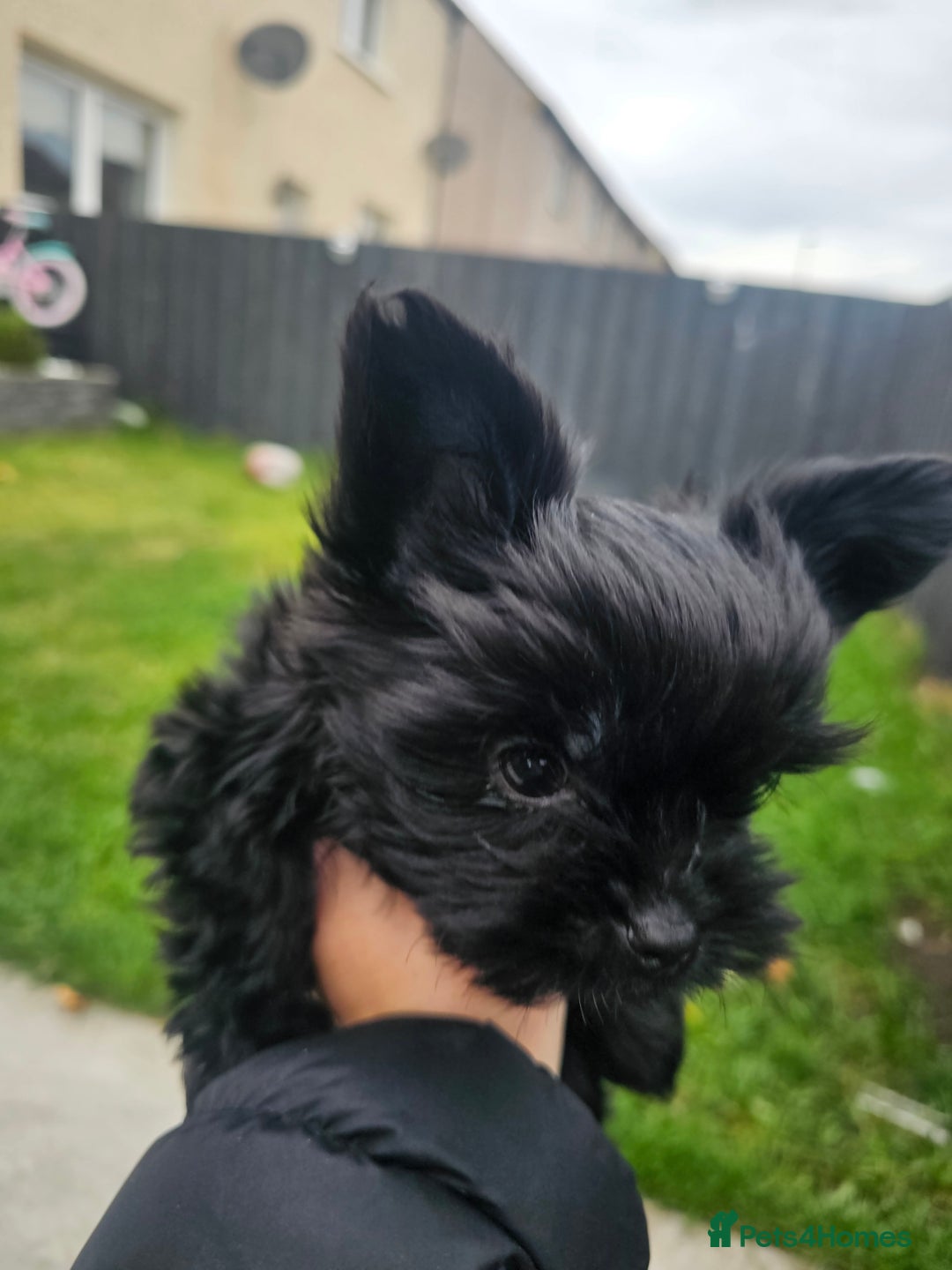 Yorkshire Terrier dogs for sale: SmaltypeYorkshire terrier Chocolate/black IHR.e.V  - Image 5