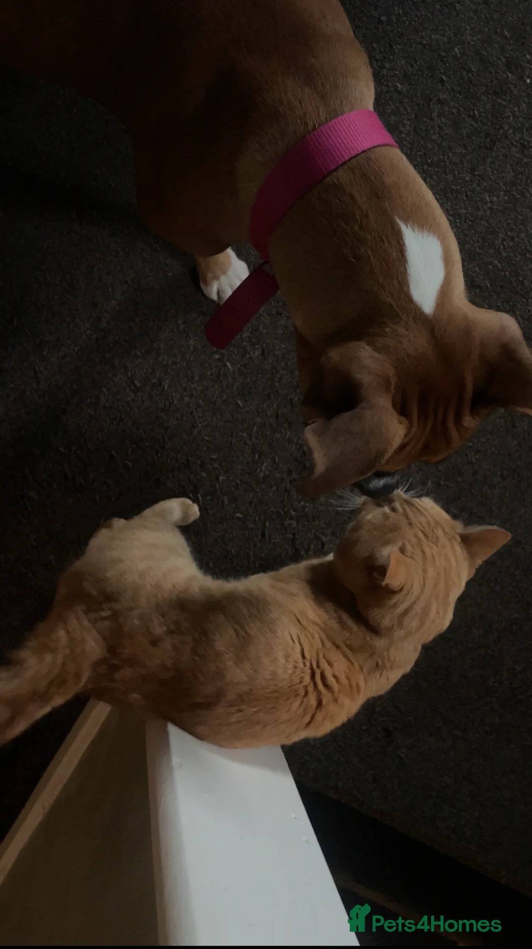 Mixed Breed dogs for sale: Beautiful Female Boxer cross. - Advert 3