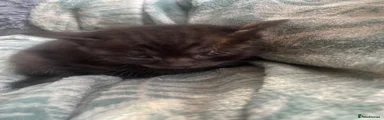 Mixed Breed 2