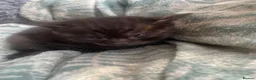 Mixed Breed cats for sale: 8 beautiful kittens - Advert 10