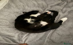 Domestic Shorthair cats for sale: Russia - Image 3