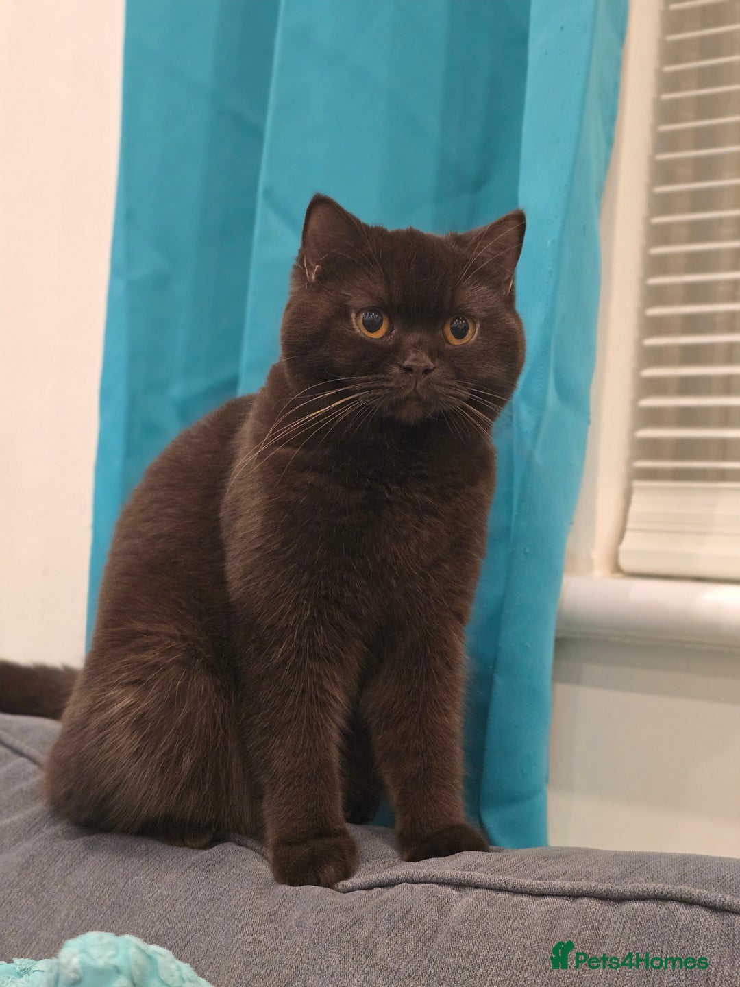 British Shorthair cats for sale: GCCF/TICA Active Queen (Chocolate) - Advert 6