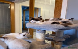 Ragdoll cats for sale: Ragdoll Kittens 😻 3 boys ready now  - Image 13