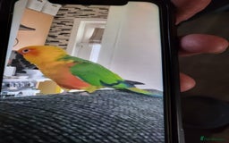 Conures birds for sale: Male/female conures - Image 1