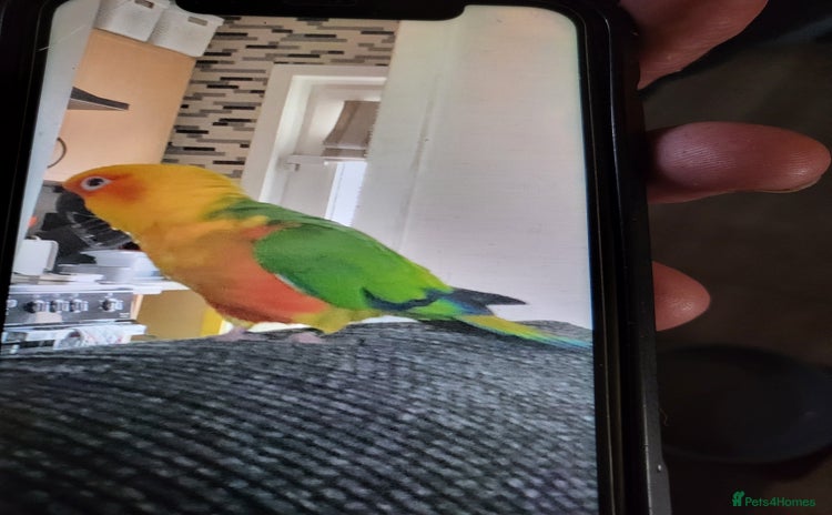 Conures birds - Advert 11