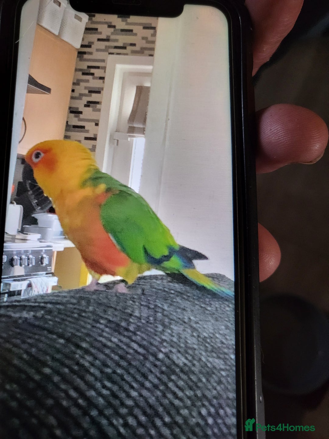 Conures birds for sale: Male/female conures - Image 1