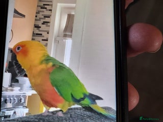 Conures birds - Advert 1