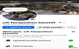 Neapolitan Mastiff dogs for sale: Neapolitan mastiff puppies  - Advert 21