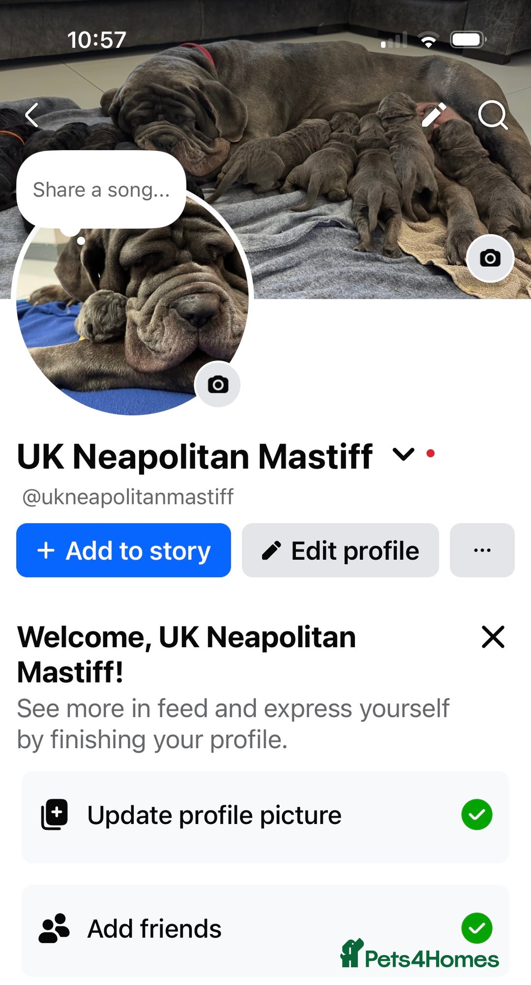 Neapolitan Mastiff dogs for sale: Neapolitan mastiff puppies  - Advert 21