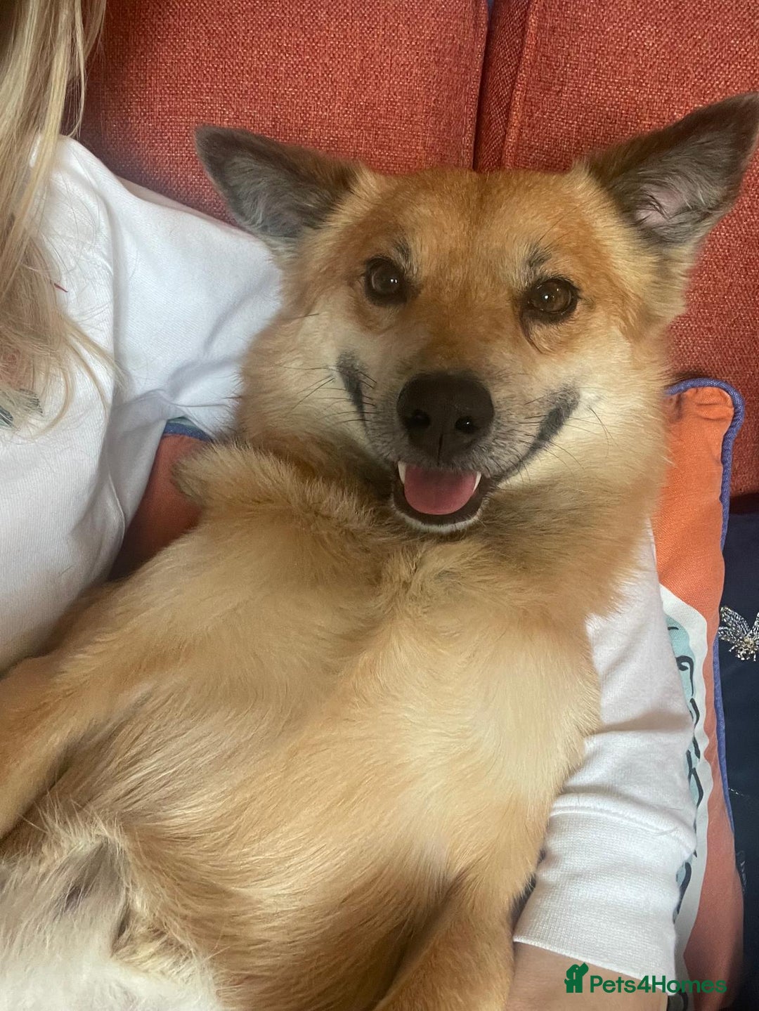 Mixed Breed dogs for adoption: 🐶💙 RYZHIK 💙🐶 - Image 14