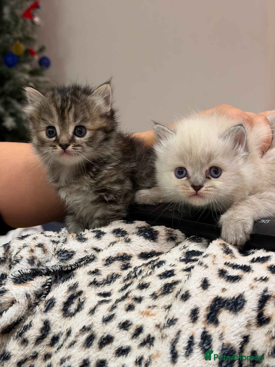 Himalayan cats for sale: Himalayan Persian and ragdoll mix  - Advert 1