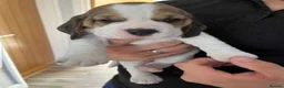 Beagle dogs for sale: Top quality Tri-color Beagles puppies For Sale in Sunderland - Advert 2