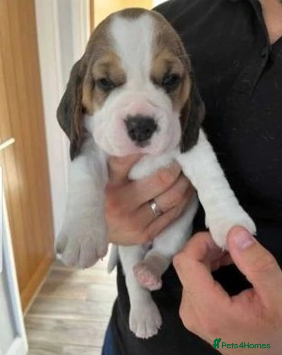 Beagle dogs for sale: Top quality Tri-color Beagles puppies For Sale in Sunderland - Advert 2