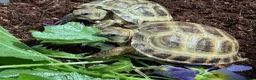 Tortoise reptiles for sale: Baby horsfield tortoises. Ready now. Setups also  - Advert 1